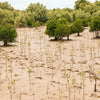 Mangrove - Partners