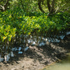 Mangrove - Partners