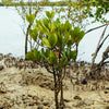 Mangrove - Partners